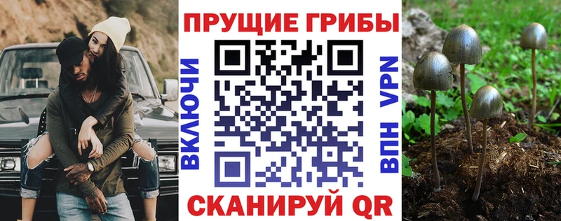 цены   Северск  Псилоцибиновые грибы Psilocybe 